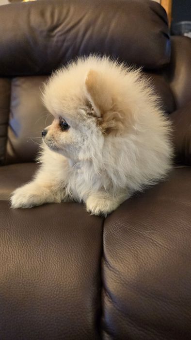 Pomeranian szpic miniaturowy
