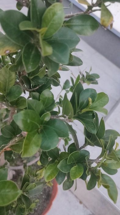Duże fikusy Ficus Microcarpa Moclame 80 i 100 cm - okazja