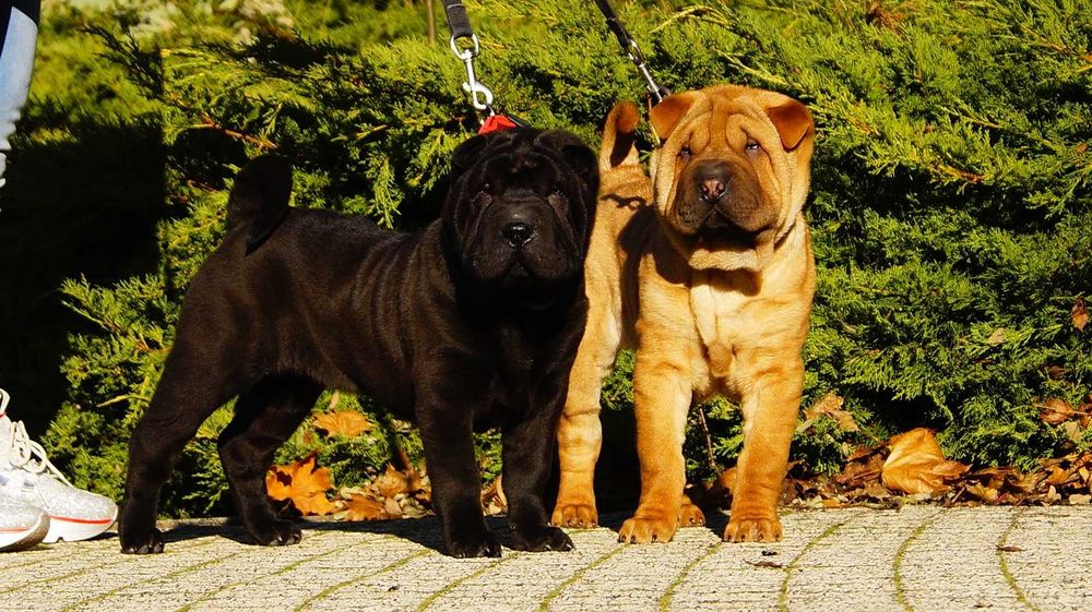 Eter Piekny Szczeniak Shar Pei z rodowodem,  rodzice importowani FCI.