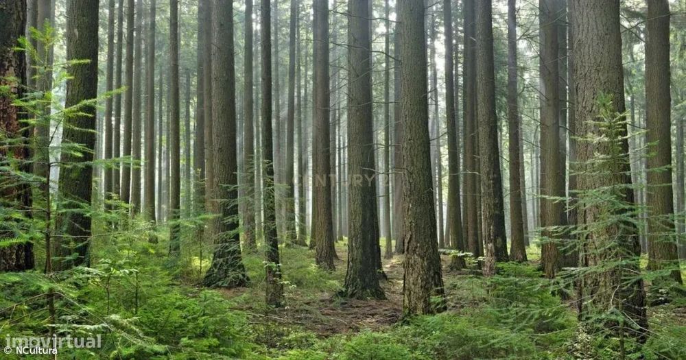 Pine Forest Land | Negotiable