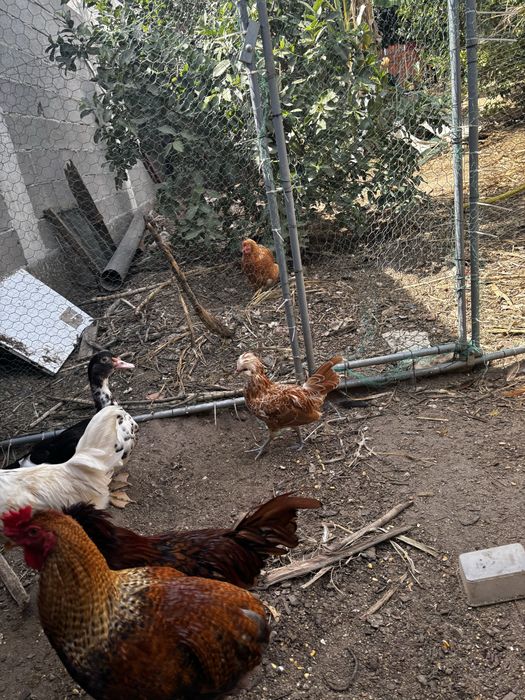 Frangos galos e pintos