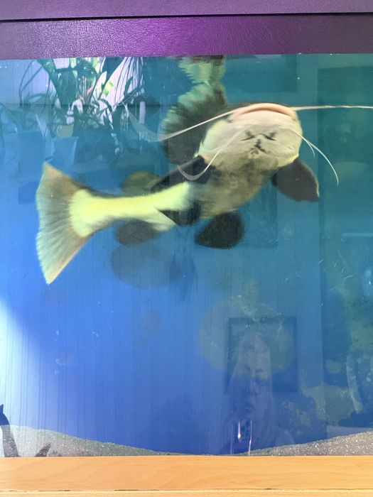 Сом в великий акваріум