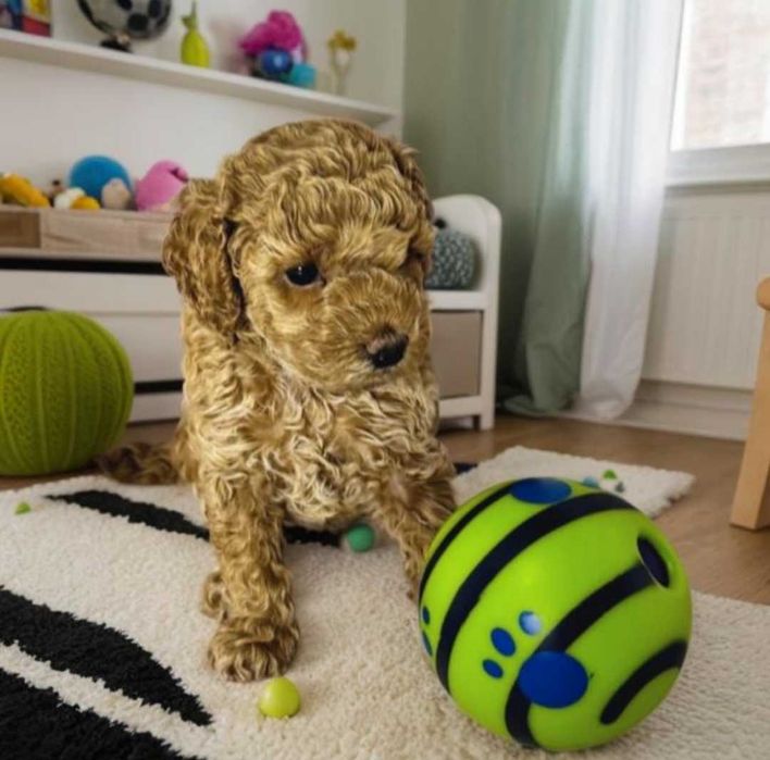 Той пудель. Яркий, насыщенный априкот.