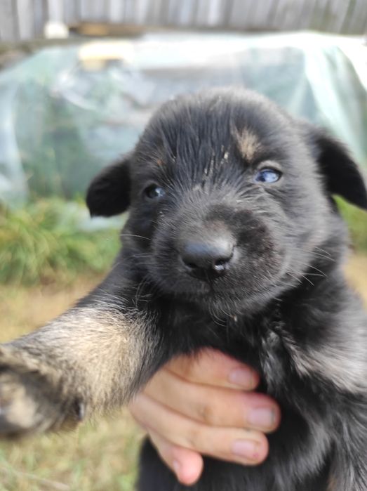 В добрі руки гарні цуценята