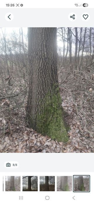 Drzewo Dąb Polecam