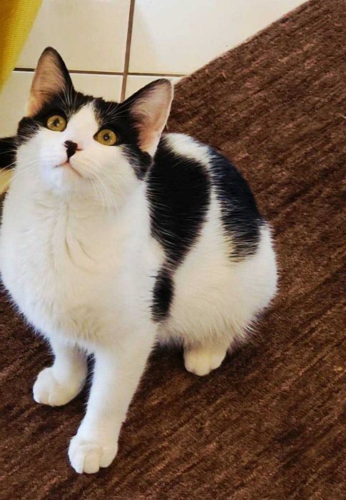 Uratowane Bezdomniaki - szukamy domów - Amber i Łatka !