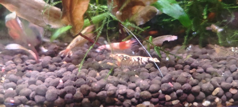 Krewetka Neocaridina Davidi