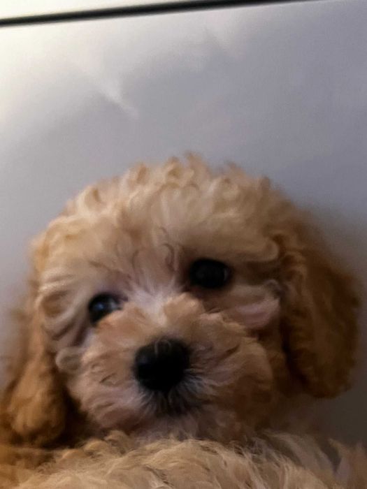 śliczna sunia pudel