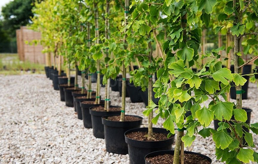 Гінко білоба , саджанці в контейнері