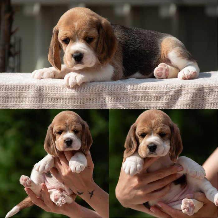 Чудові цуценята бігля, родовід КСУ