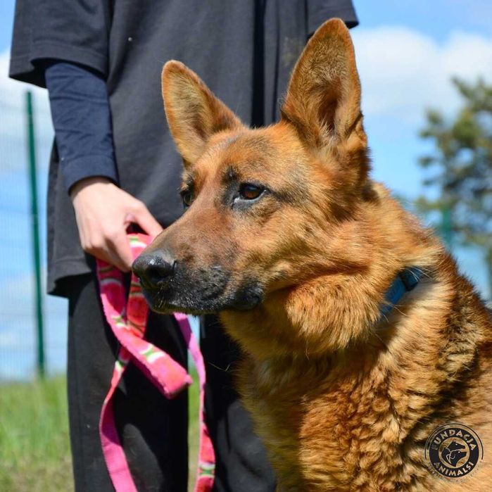 Master szuka domku w typie rasy Owczarek Niemiecki