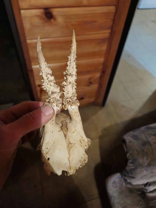 Rogi małego koziołka