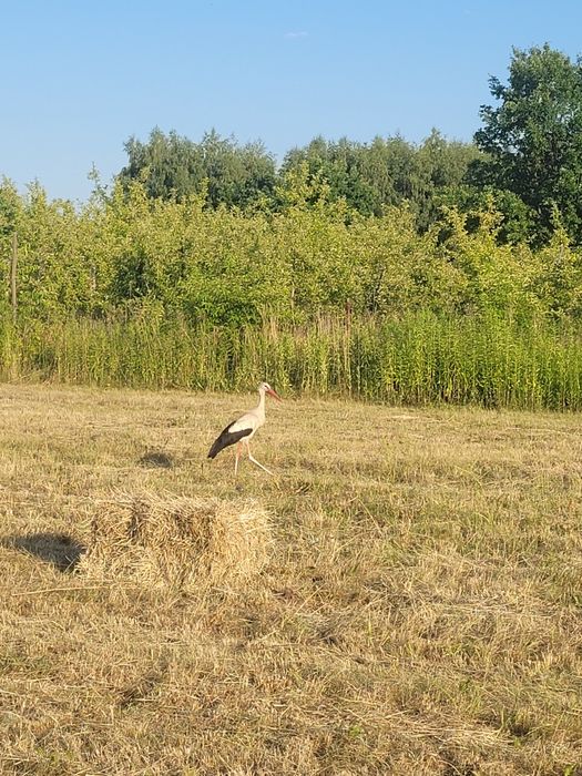 Sprzedam siano w kostkach