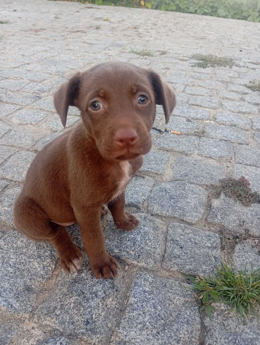 Animais para adoção