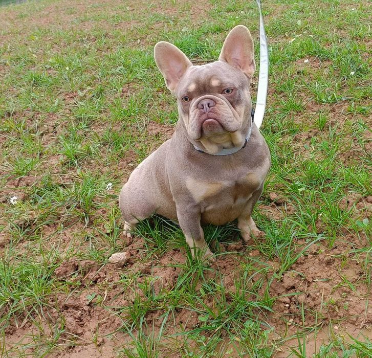 Procuro namorada /montas/acasalar bulldog francês femêa