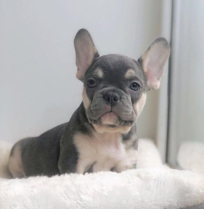 Блакитного  забарвлення дівчинка .