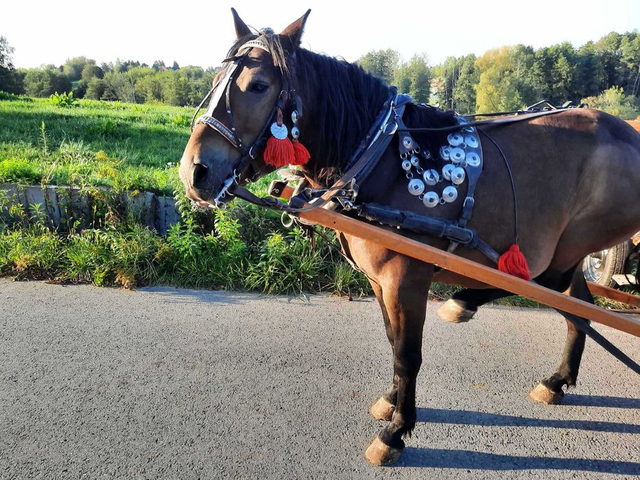 Koń pod zaprzęg- sprzedam wałacha