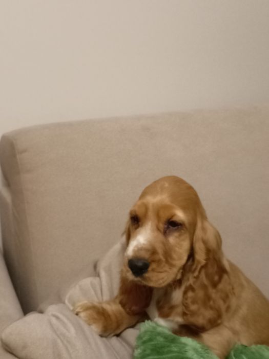 Suczka Cocker spaniel angielski