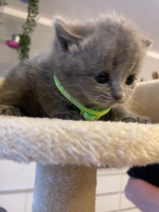 Kocurek brytyjski niebieski piękny zapraszam