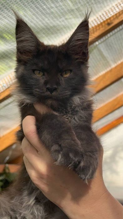 Sprzedam kociaka rasy Maine Coon