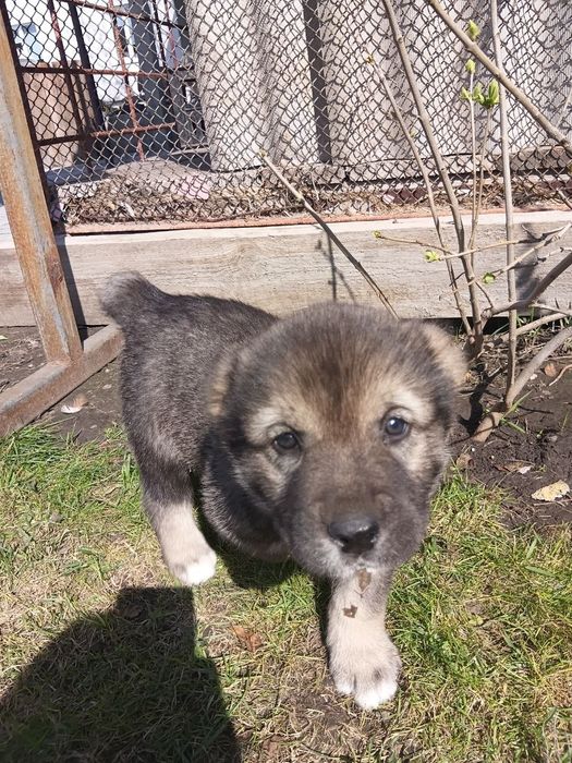 Щенки сао/алабая