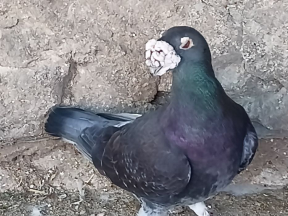 Gołębie staropolskie