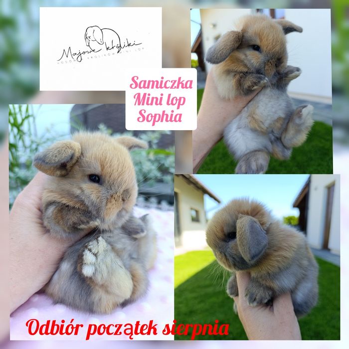 Królik króliczek mini lop hodowla zarejestrowana