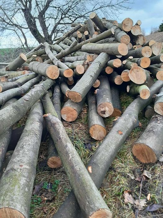drzewo opal twarde miękkie