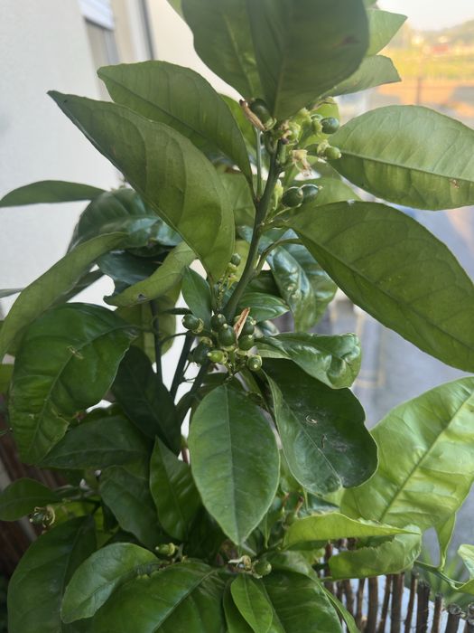 Laranjeira sanguinea com fruta