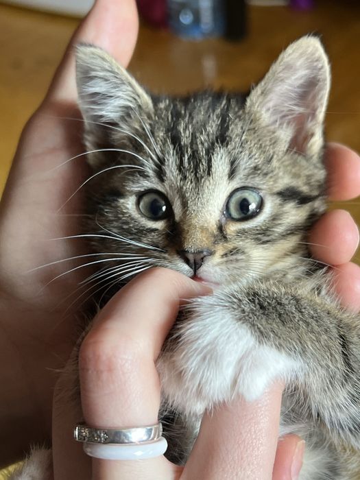 Віддам кошеня в дар