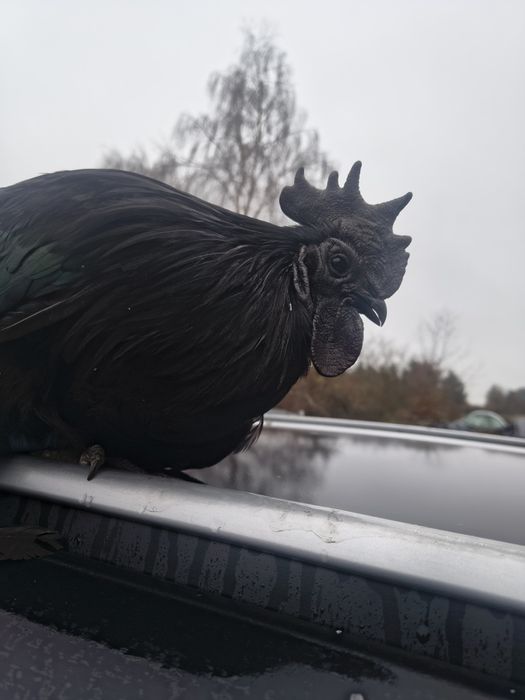 Ayam Cemani pary dorosłe