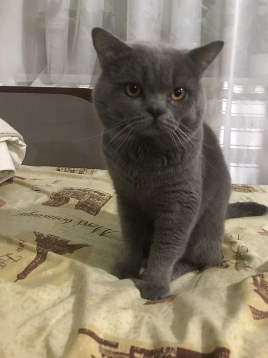 Шотландець-в‘язка