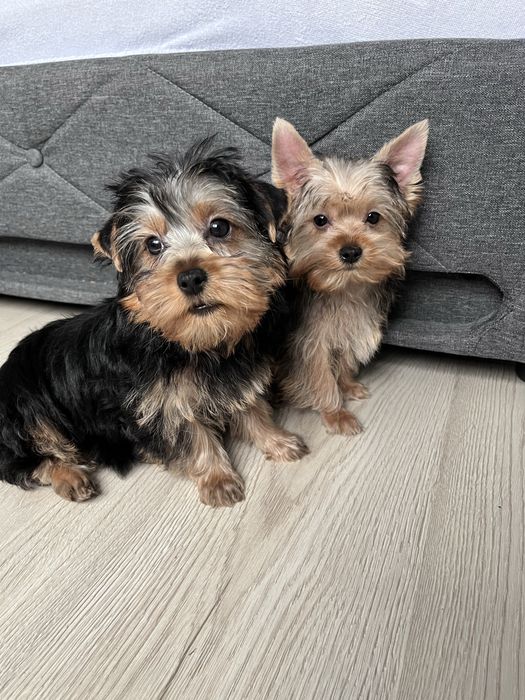 York, Yorkshire Terrier