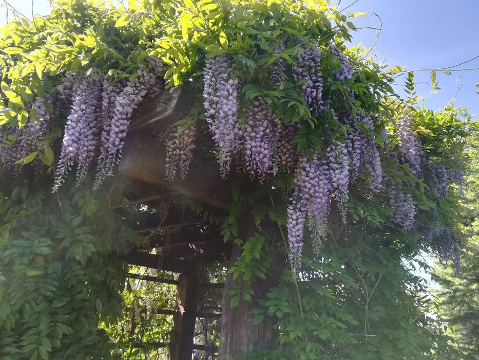 Nasiona wisterii/ glicynii kwiecistej