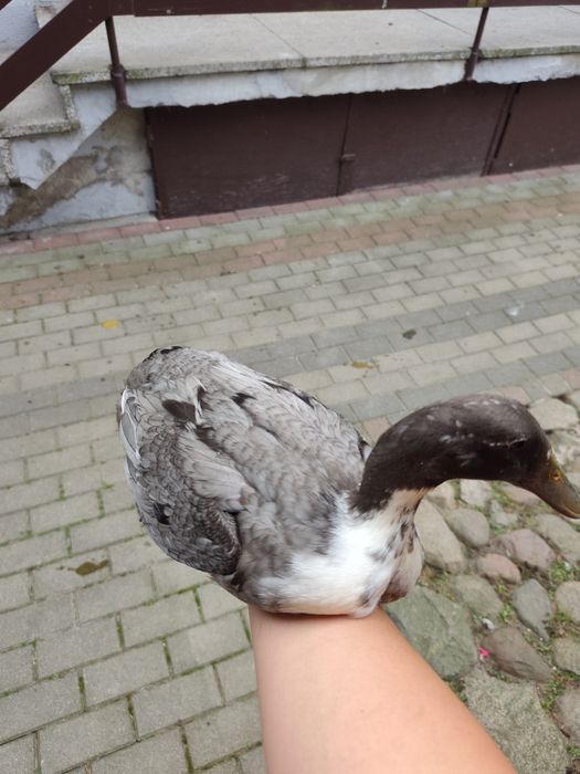 Kaczki biegusy z 23.06.2026.