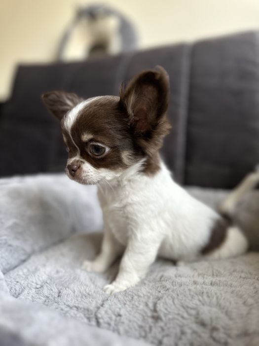 Chihuahua dziewczyna