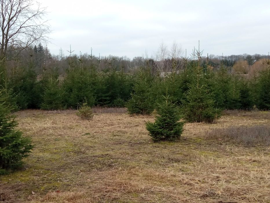 Choinki prosto z plantacji