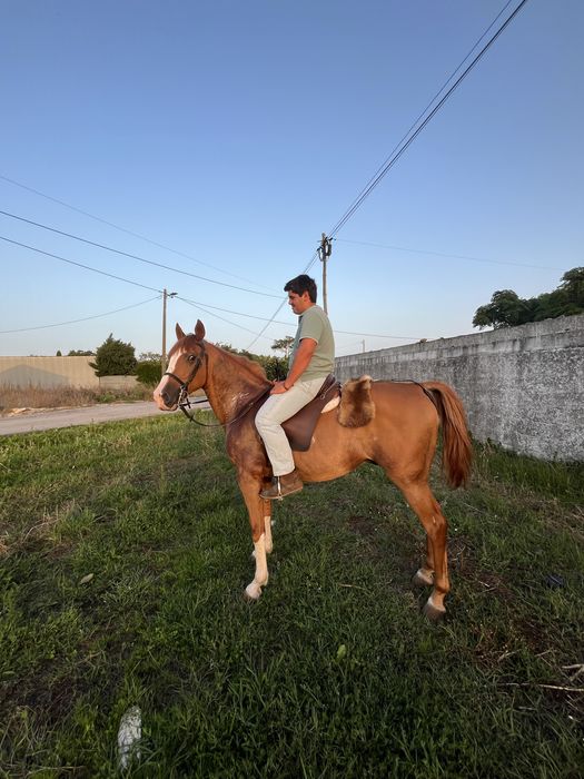 Cavalo lazão montado