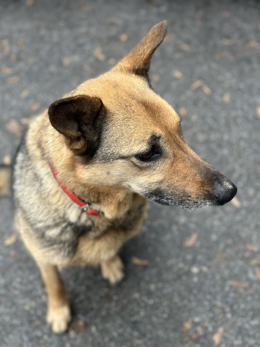 Собака в лушчие руки