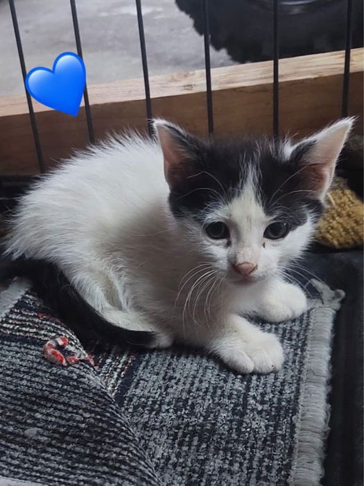 Gatinhos bebés para adoção responsável