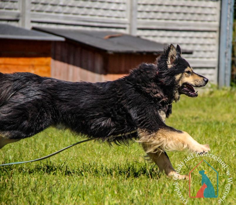 Barney 114/23 - SZUKA DOMU!