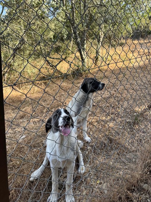 Cachorra porte grande Kangal