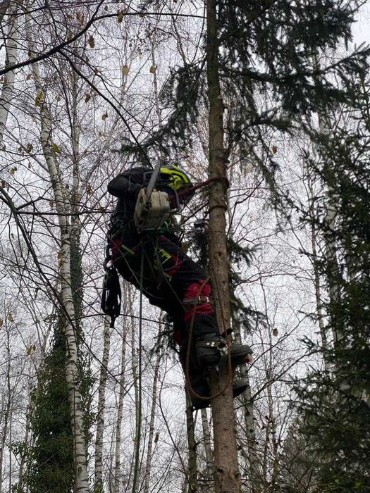 Wycinanie, przycinanie drzew, usługi podnośnikiem koszowym