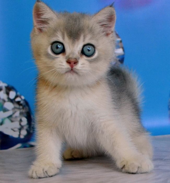 Котик ау 11  британский шиншилла