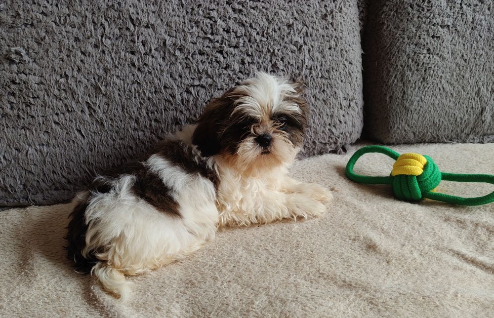 Suczka shih tzu rodowód