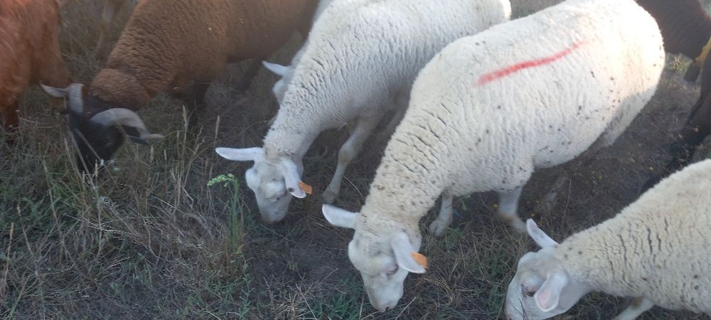Rebanho de ovelhas novas e boas com b4