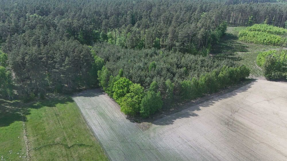 Działka lesna 1,0192 ha , Las