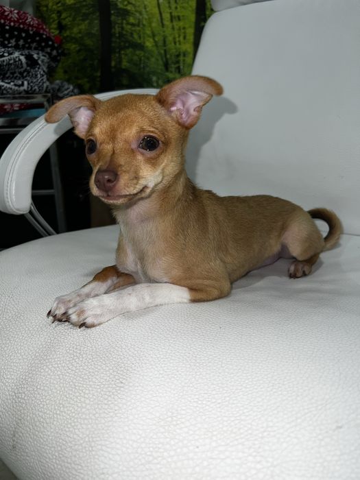 Продається дівчинка той‑тер’єр, 2,5 місяці!