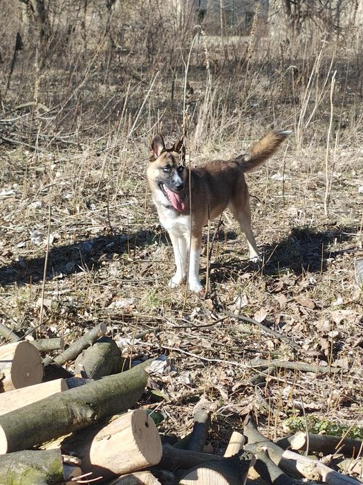 7 miesięczny piesek