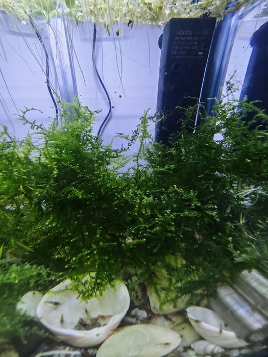 Musgo de Aquário (Java Moss / Musgo de Java) – Perfeito para Camarões e Alevins!